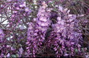 Wisteria Sinensis